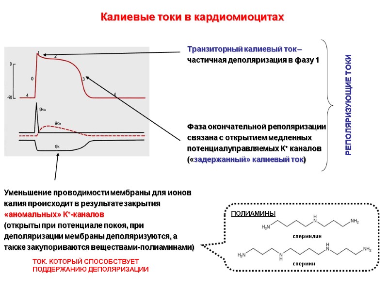 Уменьшение проводимости мембраны для ионов калия происходит в результате закрытия «аномальных» К+-каналов (открыты Уменьшение проводимости мембраны для ионов калия происходит в результате закрытия «аномальных» К+-каналов (открыты